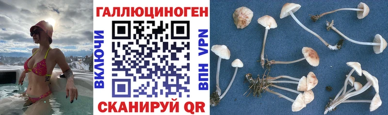 Псилоцибиновые грибы мицелий  Купить  Радужный 